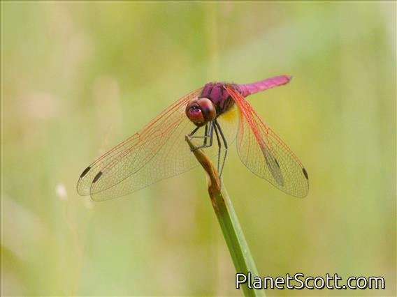 Crimson Marsh Glider (Trithemis aurora)
