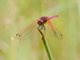 Crimson Marsh Glider (Trithemis aurora)