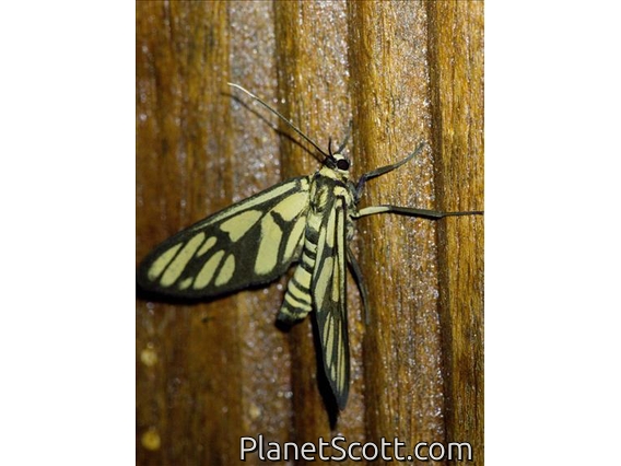 Tiger Moth (Erebidae sp)