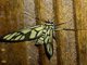 Tiger Moth (Erebidae sp)