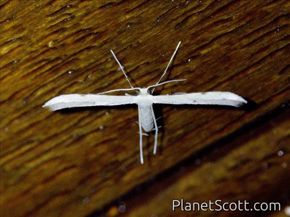 Plume Moth (Pterophoridae sp)