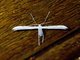 Plume Moth (Pterophoridae sp)