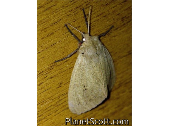 Lichen Moth (Nudariina sp)