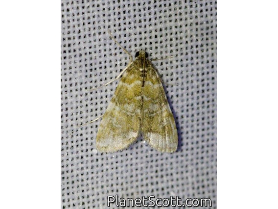 Crambid Snout Moth (Crambidae sp)