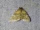 Crambid Snout Moth (Crambidae sp)