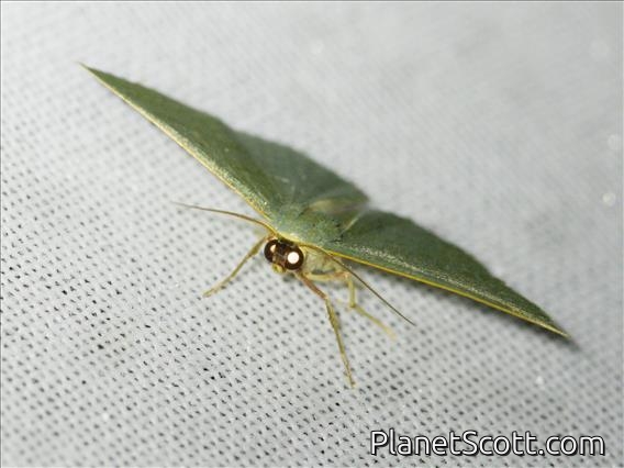 Emerald Moth (Hemitheini sp)