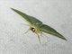 Emerald Moth (Hemitheini sp)