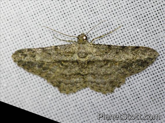 Geometer Moth (Psilalcis sp)