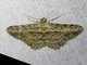 Geometer Moth (Psilalcis sp)