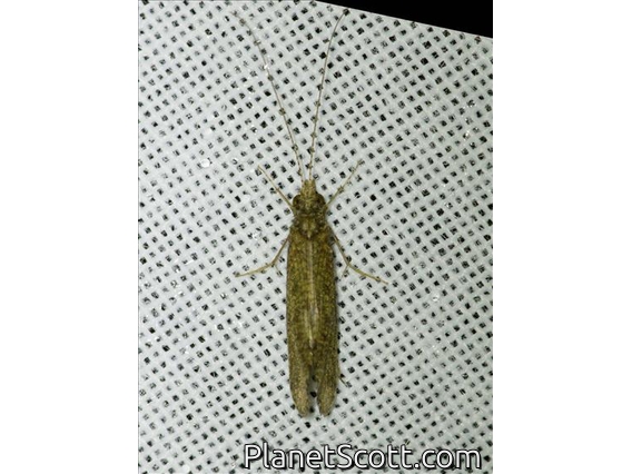 Caddisfly (Trichoptera sp)