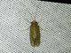 Caddisfly (Trichoptera sp)
