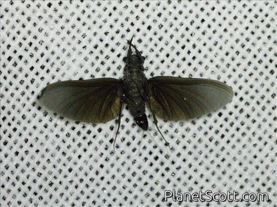 Cicada (Cicadidae sp)
