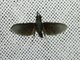 Cicada (Cicadidae sp)
