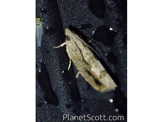 Crambid Snout Moth (Crambidae sp)