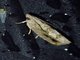 Crambid Snout Moth (Crambidae sp)