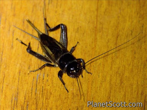 Field Cricket (Teleogryllus sp)