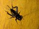 Field Cricket (Teleogryllus sp)