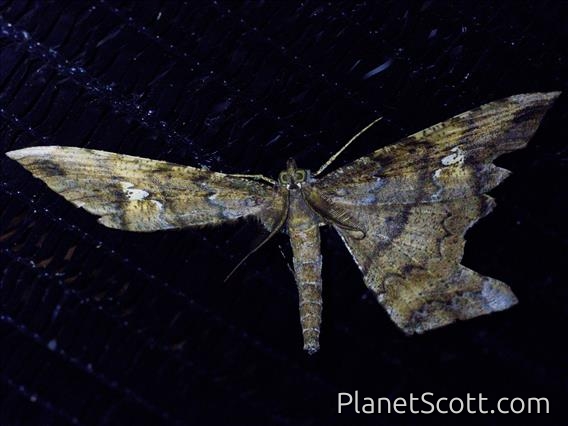 Geometer Moth (Amblychia angeronaria)