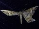 Geometer Moth (Amblychia angeronaria)