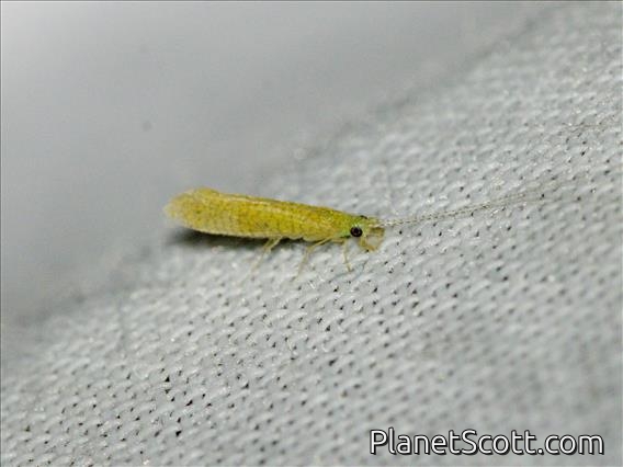 Long-horned Caddisfly (Setodes sp)