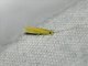 Long-horned Caddisfly (Setodes sp)