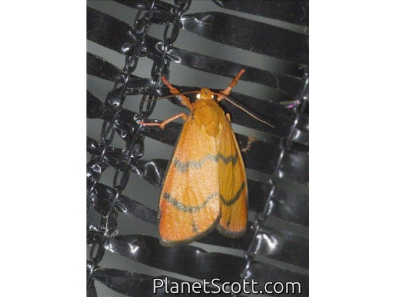 Lichen Moth (Erebidae sp)