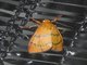 Lichen Moth (Erebidae sp)