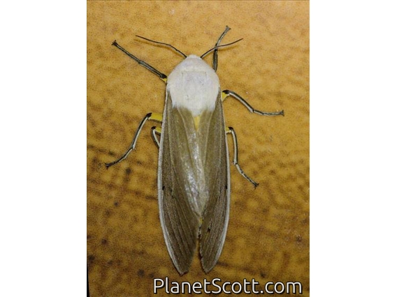Clouded Tiger Moth (Creatonotos transiens)