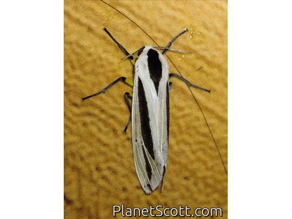 Baphomet Moth (Creatonotos gangis)