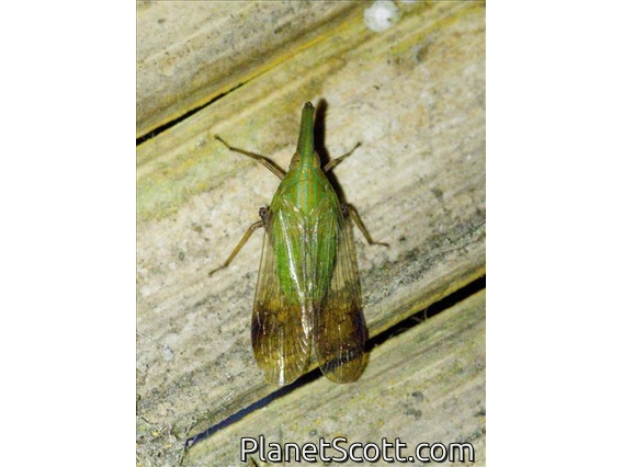 Planthopper (Dictyopharinae sp)