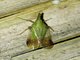 Planthopper (Dictyopharinae sp)