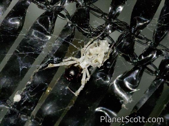 Hackled Orbweaver (Uloboridae sp)