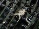 Hackled Orbweaver (Uloboridae sp)
