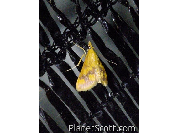 Phoenician Pyrausta Moth (Pyrausta phoenicealis)