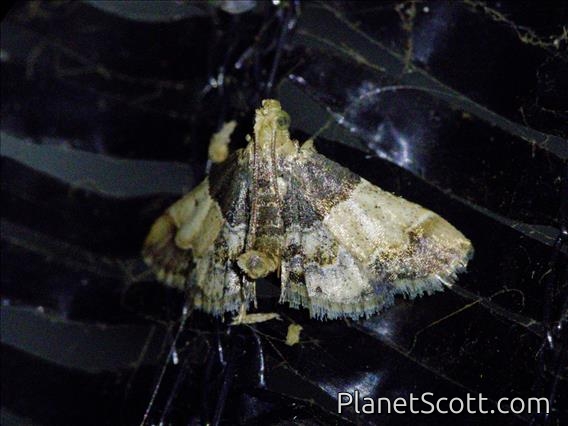Painted Meal Moth (Pyralis pictalis)