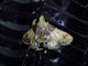Painted Meal Moth (Pyralis pictalis)