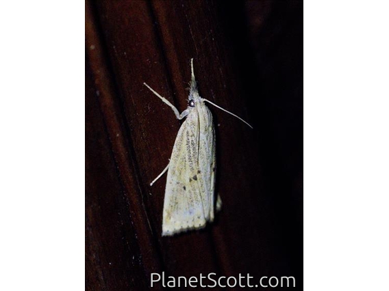Crambid Snout Moth (Crambidae sp)
