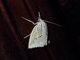 Crambid Snout Moth (Crambidae sp)