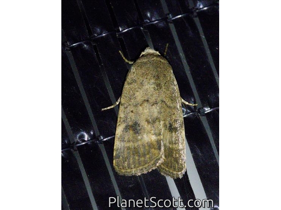Cutworm Moth (Athetis sp)