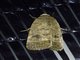 Cutworm Moth (Athetis sp)