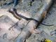 Orange-bellied Snake (Gongylosoma baliodeira)