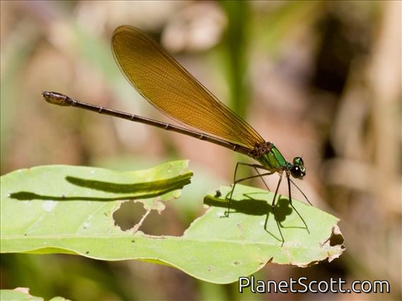 Broad-winged Damselfly (Echo uniformis)