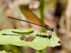 Broad-winged Damselfly (Echo uniformis)