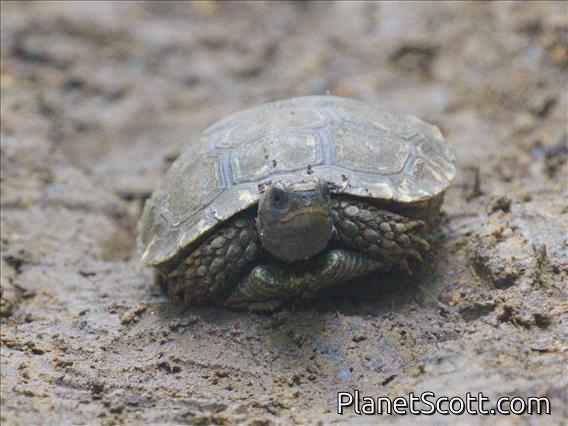 Asian Forest Tortoise (Manouria emys)