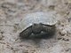 Asian Forest Tortoise (Manouria emys)