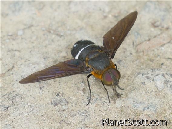 Bee Fly (Ligyra tantalus)