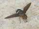 Bee Fly (Ligyra tantalus)