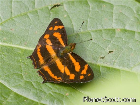 Common Jester (Symbrenthia lilaea)