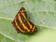 Common Jester (Symbrenthia lilaea)