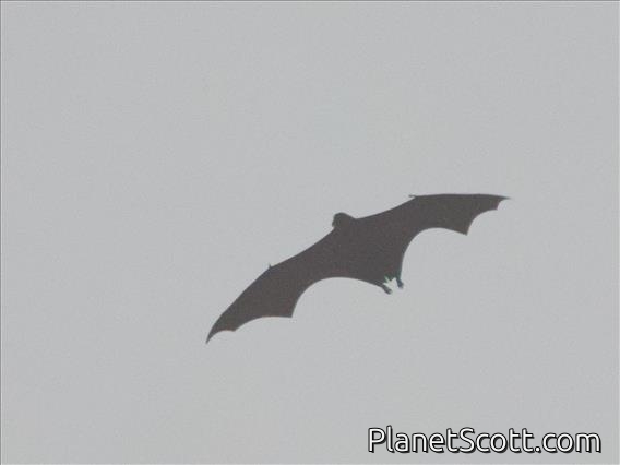 Large Flying Fox (Pteropus vampyrus)